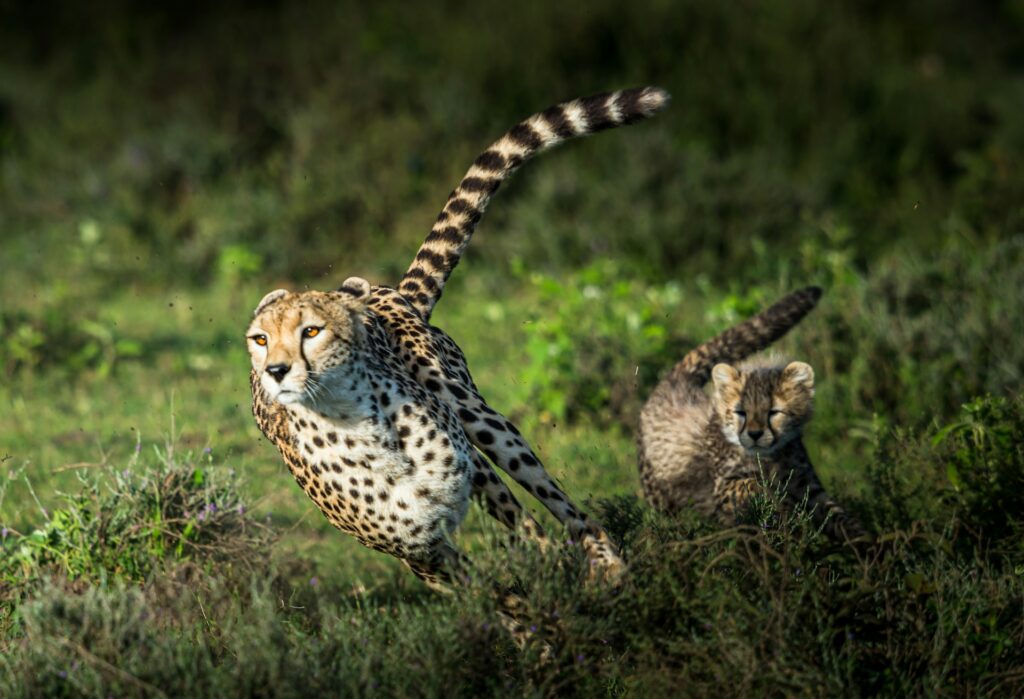 gepard fut