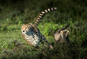 gepard fut